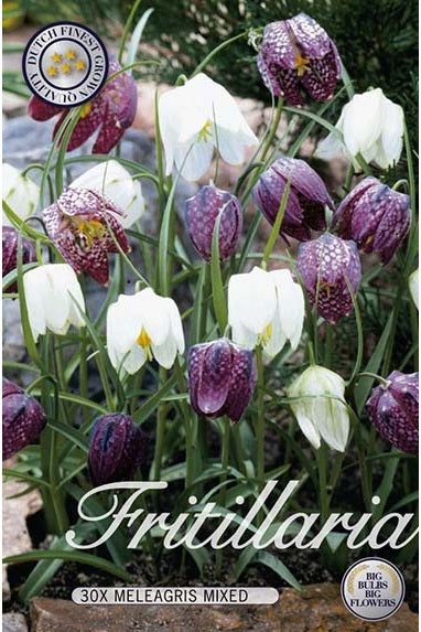 King's bed lily Mix 30-pakning